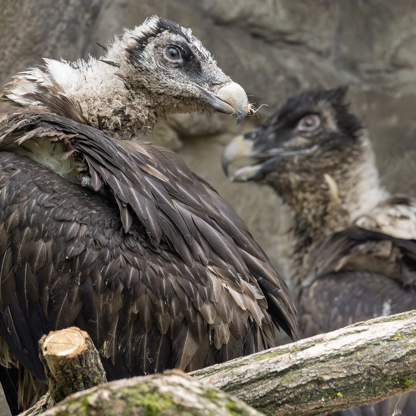 Ein junges Bartgeier-Pärchen ist neu im Tiergarten Schönbrunn.