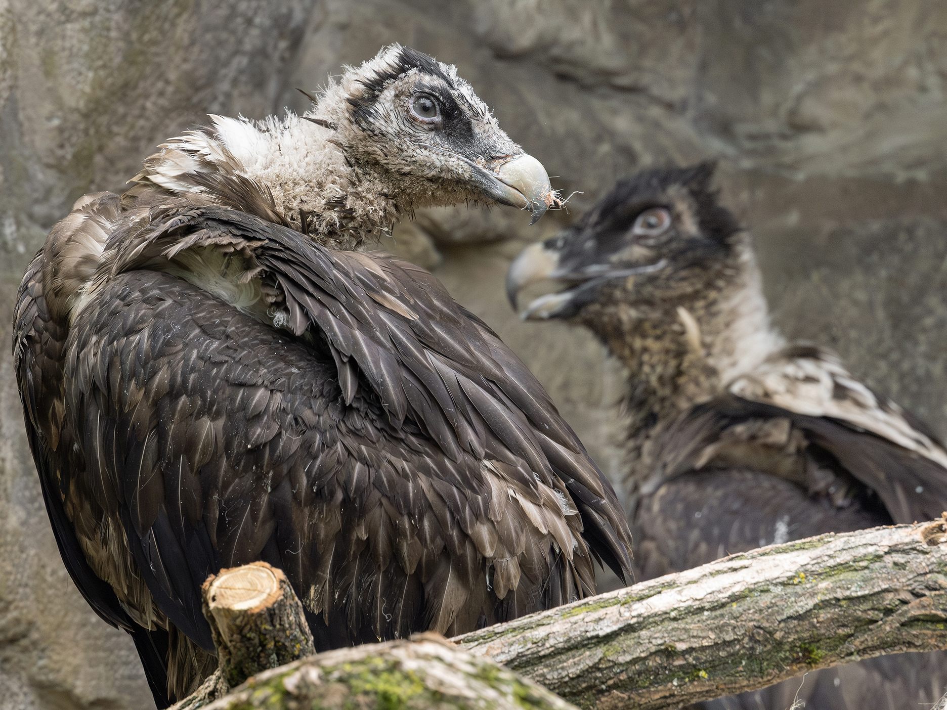 Ein junges Bartgeier-Pärchen ist neu im Tiergarten Schönbrunn.
