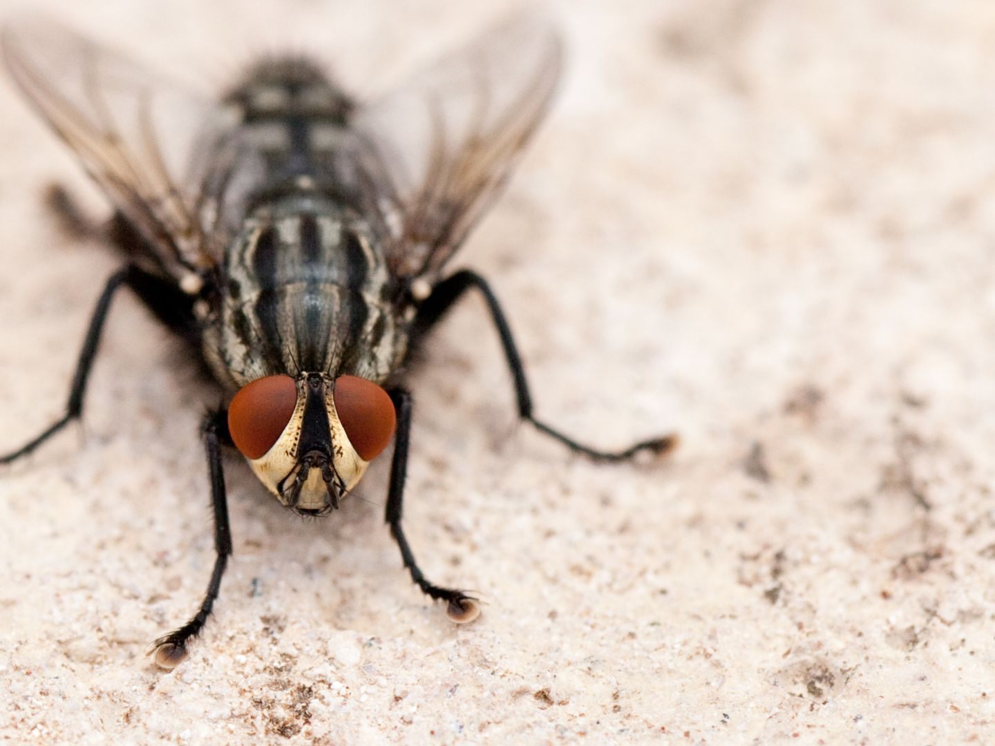 Lästige Fliegen in der Küche?