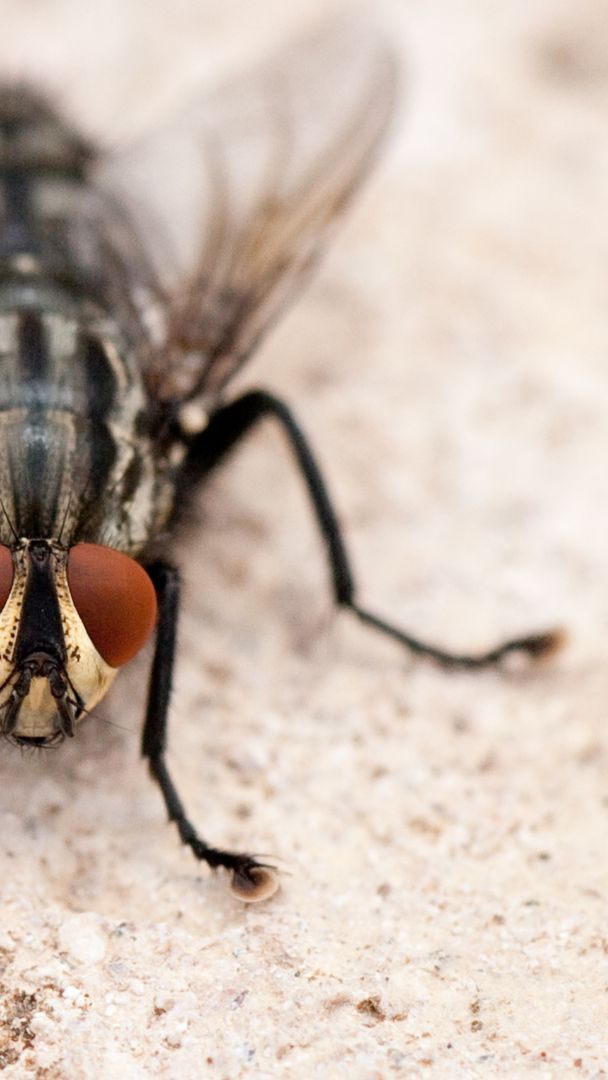 Lästige Fliegen in der Küche?