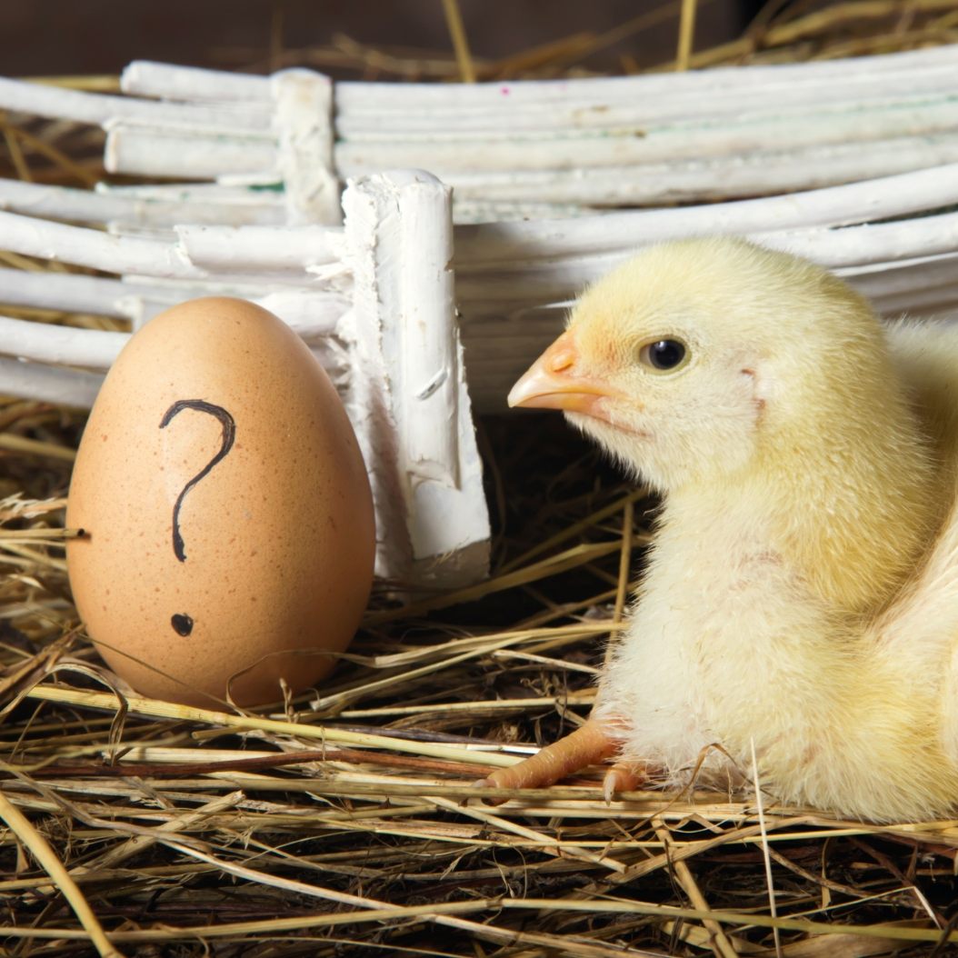 Huhn oder Ei?