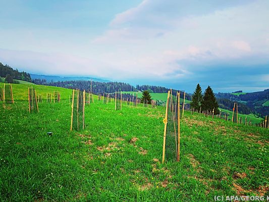 Nahe St. Veit entsteht ein neuer artenreicher Wald