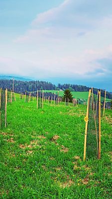 Nahe St. Veit entsteht ein neuer artenreicher Wald