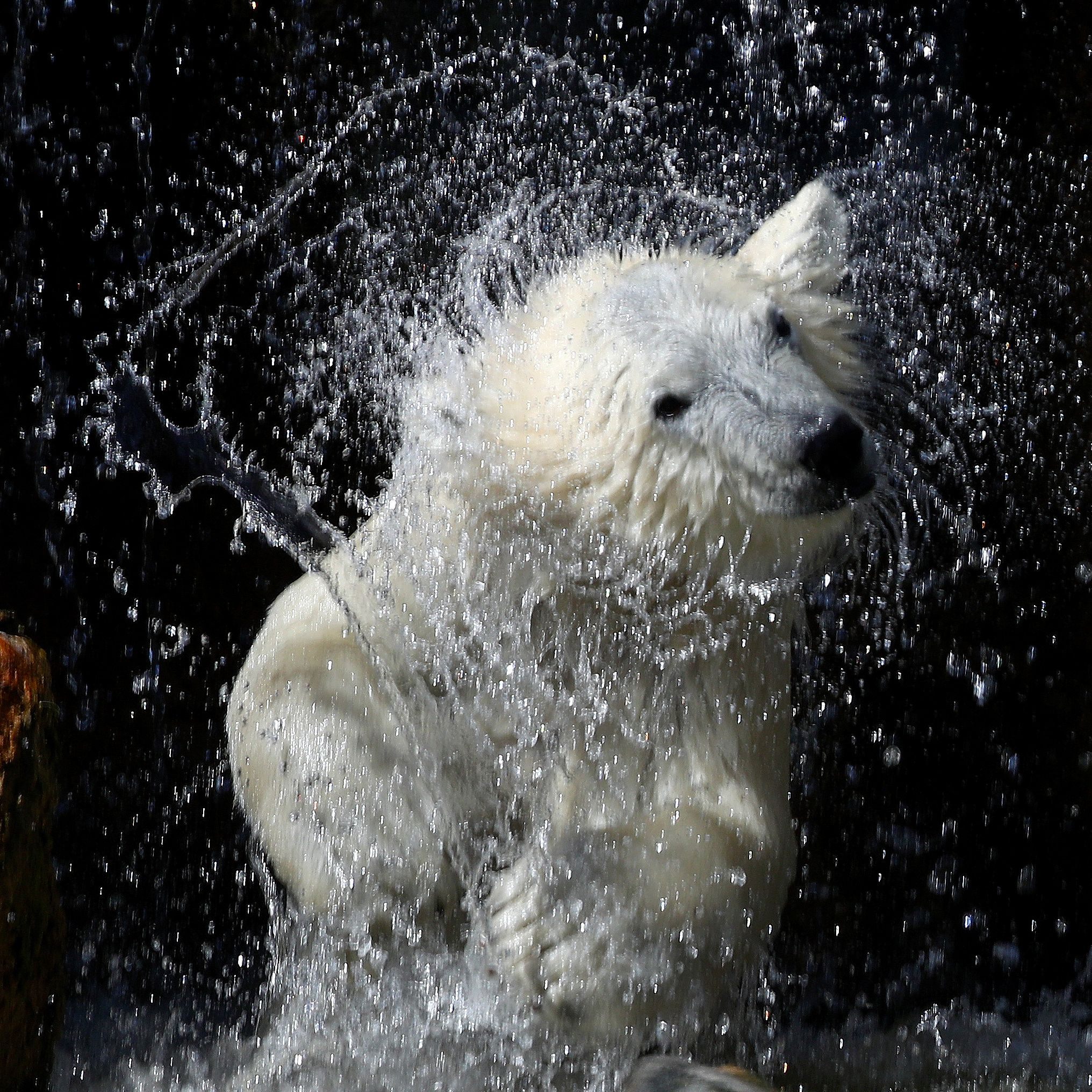 Die Tiere im Schönbrunner Zoo bekommen weiterhin Namen.
