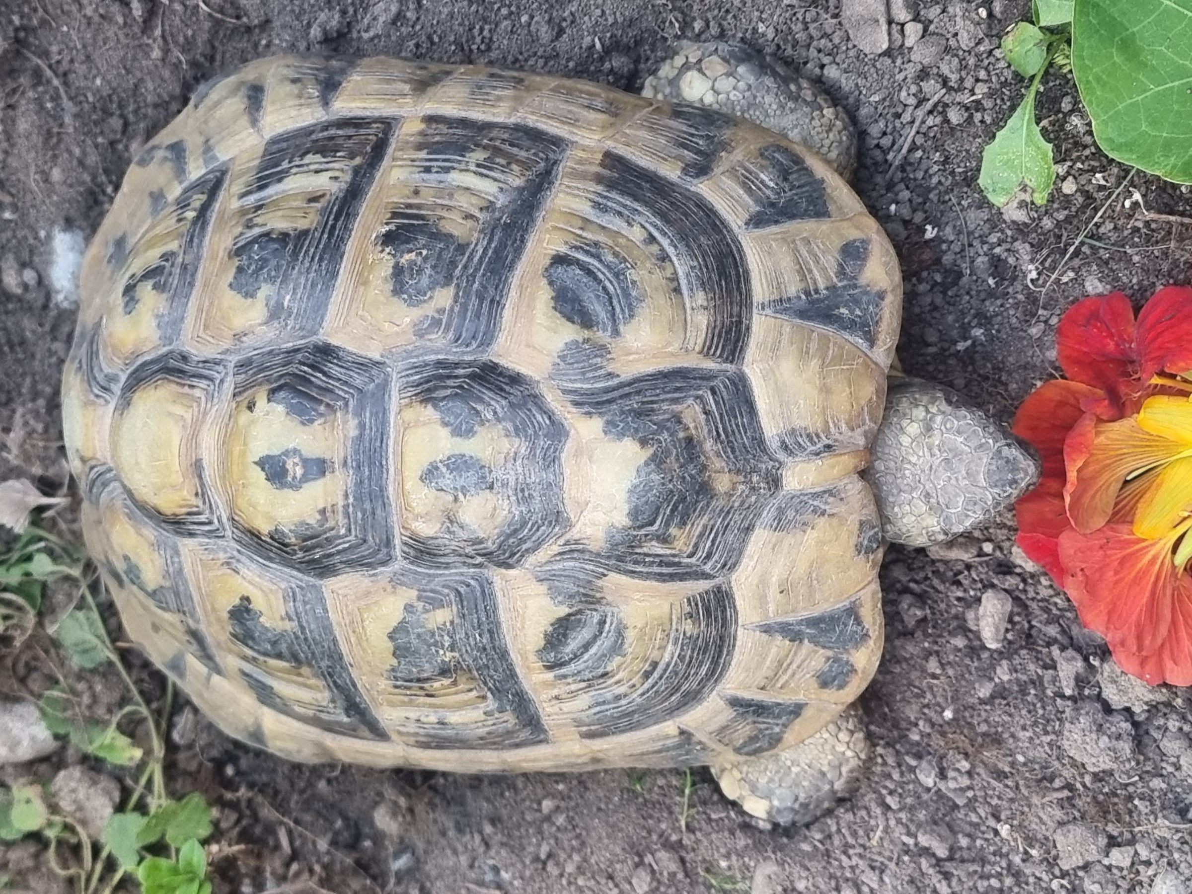 Schildkröte gefunden VOL.AT