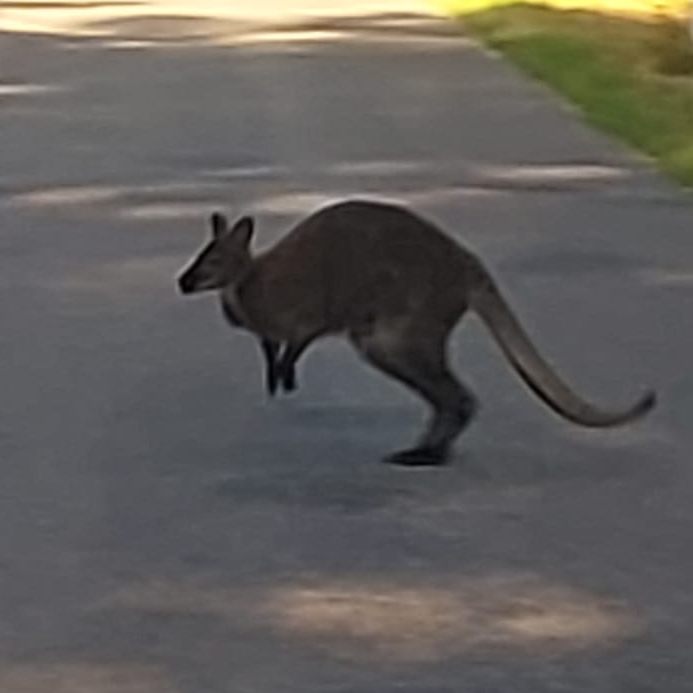 Die Polizei fing im Bezirk Hollabrunn am Sonntag ein entlaufenes Känguru ein.