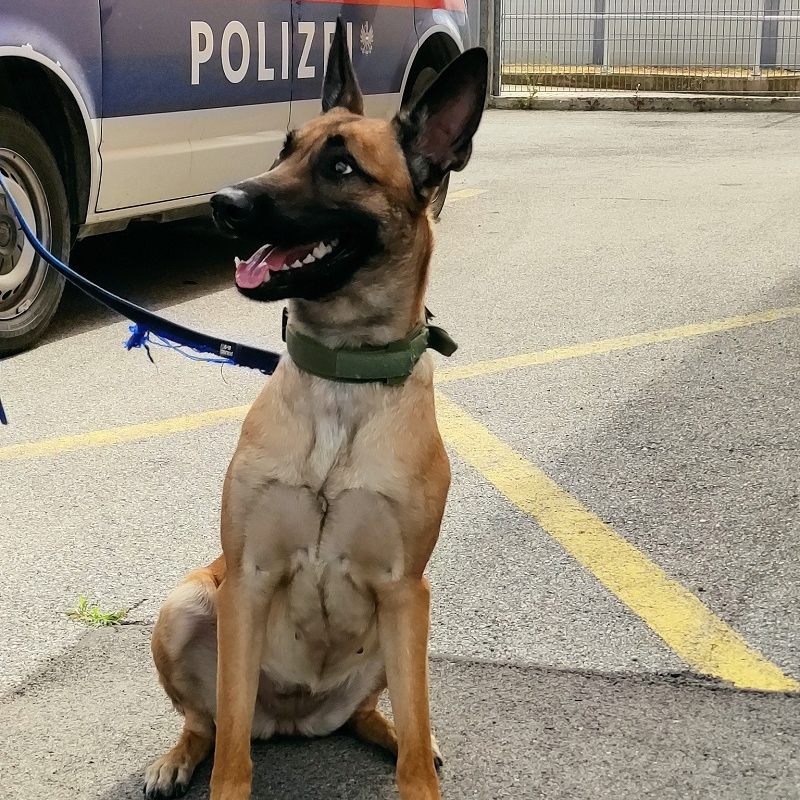 Der weibliche belgische Schäferhund entlief unbemerkt in Schwechat.
