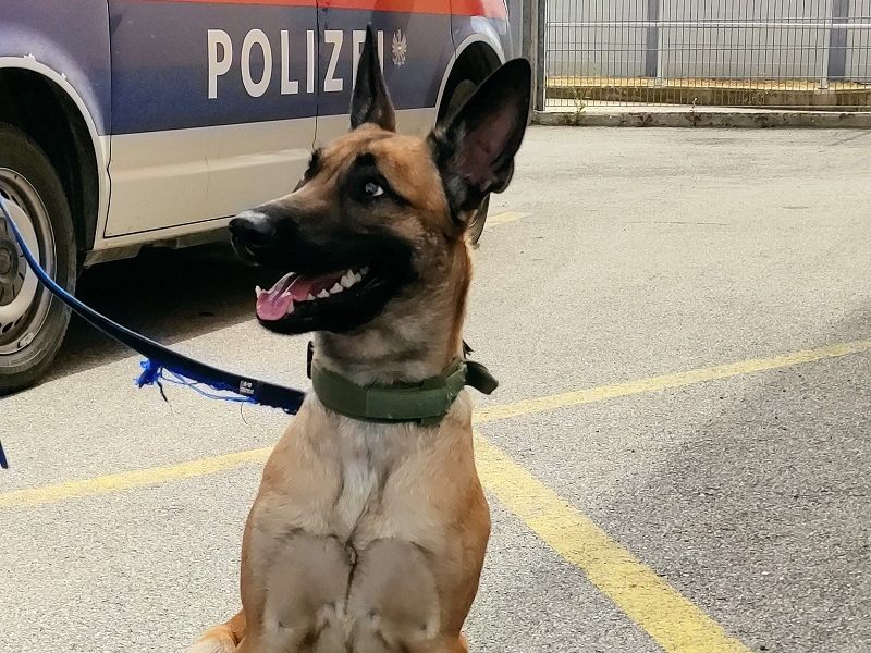 Der weibliche belgische Schäferhund entlief unbemerkt in Schwechat. Der weibliche belgische Schäferhund entlief unbemerkt in Schwechat.