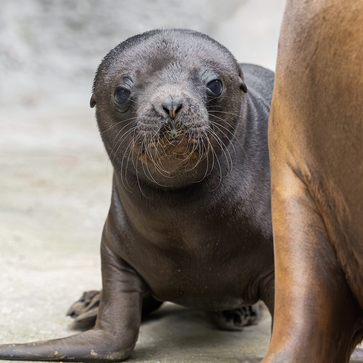 Der Wiener Tiergarten Schönbrunn freut sich über Nachwuchs bei den Robben.