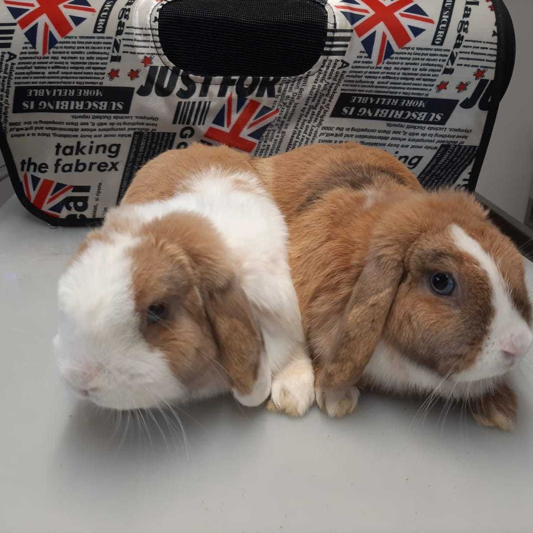 Das Bild zeigt die Kaninchen nach ihrer Rettung in Oberösterreich.