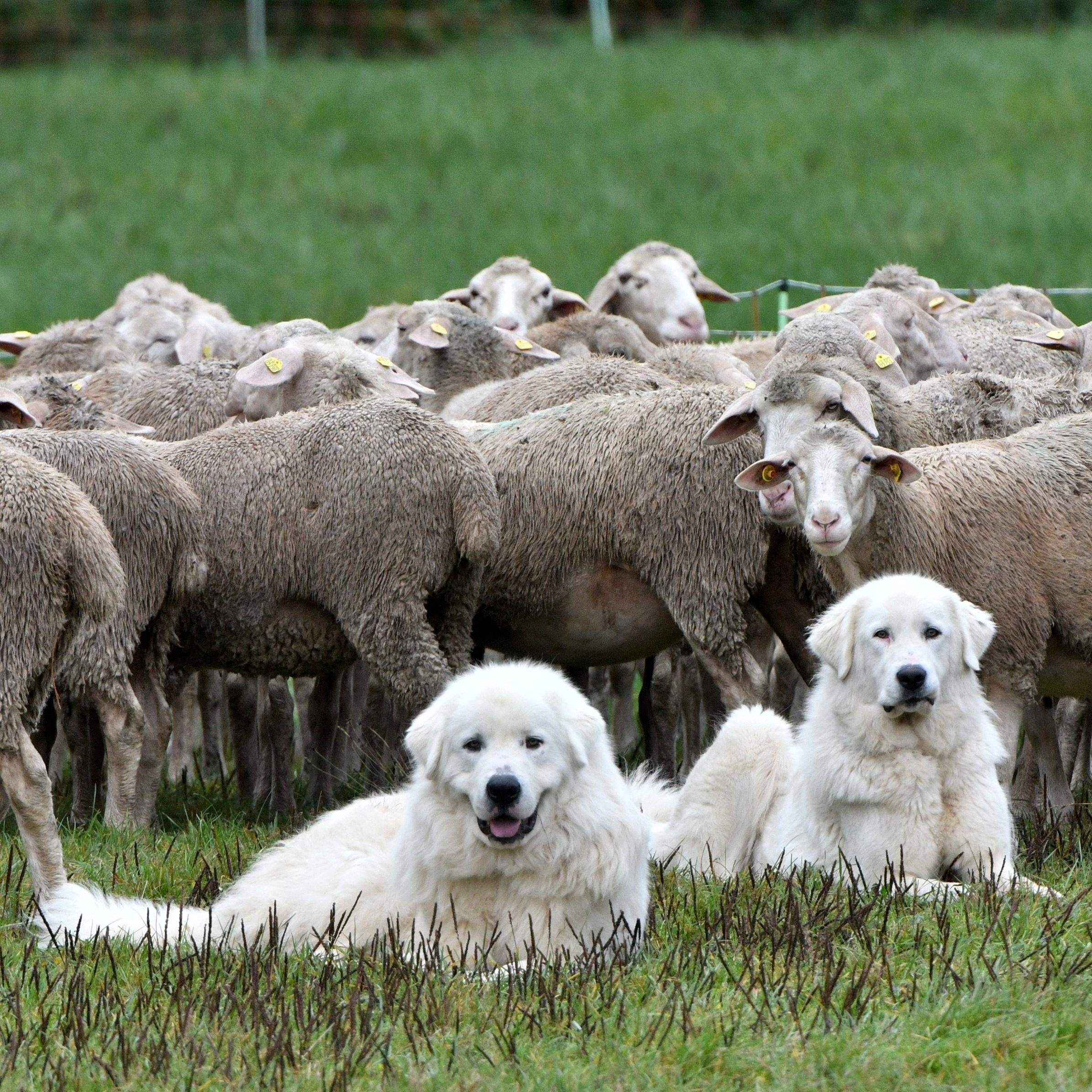 Der Herdenschutz ist Totschnig zu teuer.