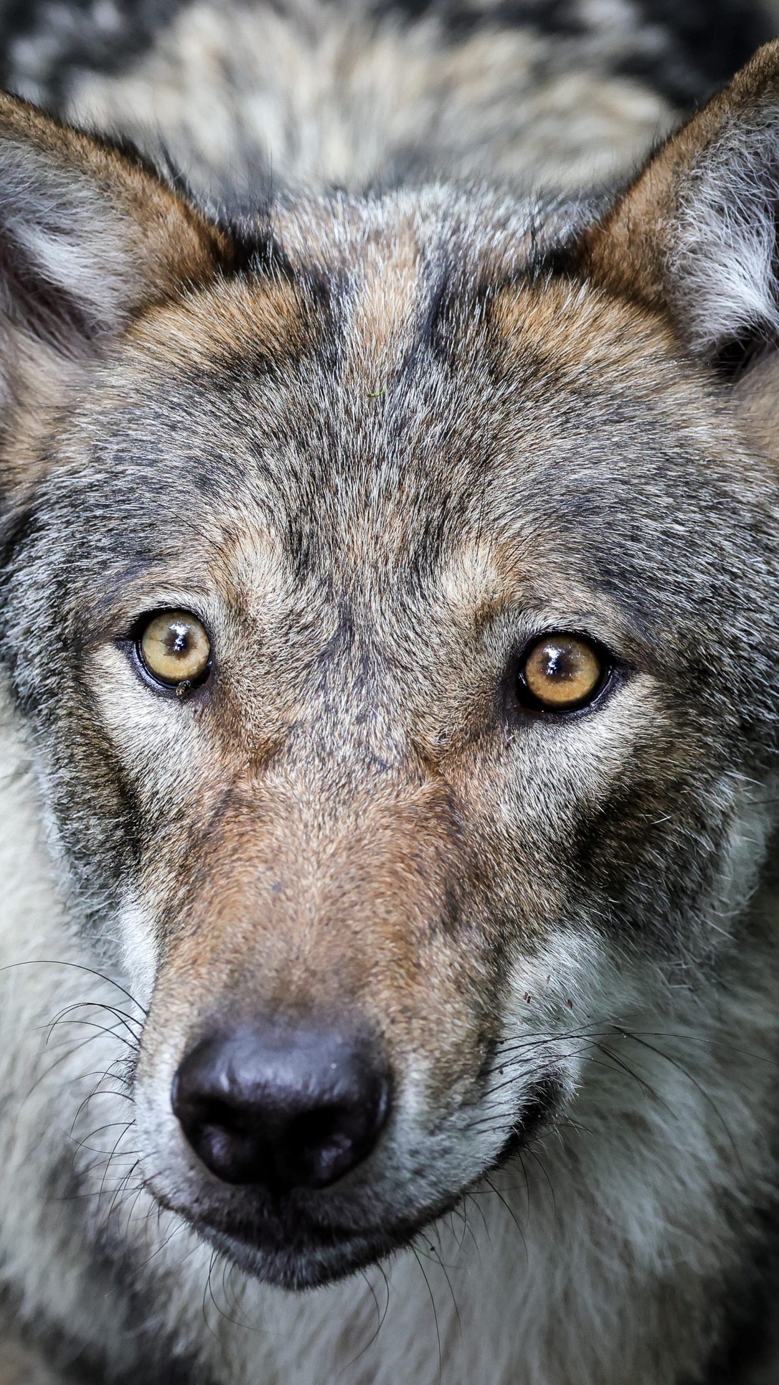 Wegen des Abschusses eines Wolfes in Österreich gab es Diskussionen über eine Reform der Fauna-Flora-Habitat-Richtlinie der EU.