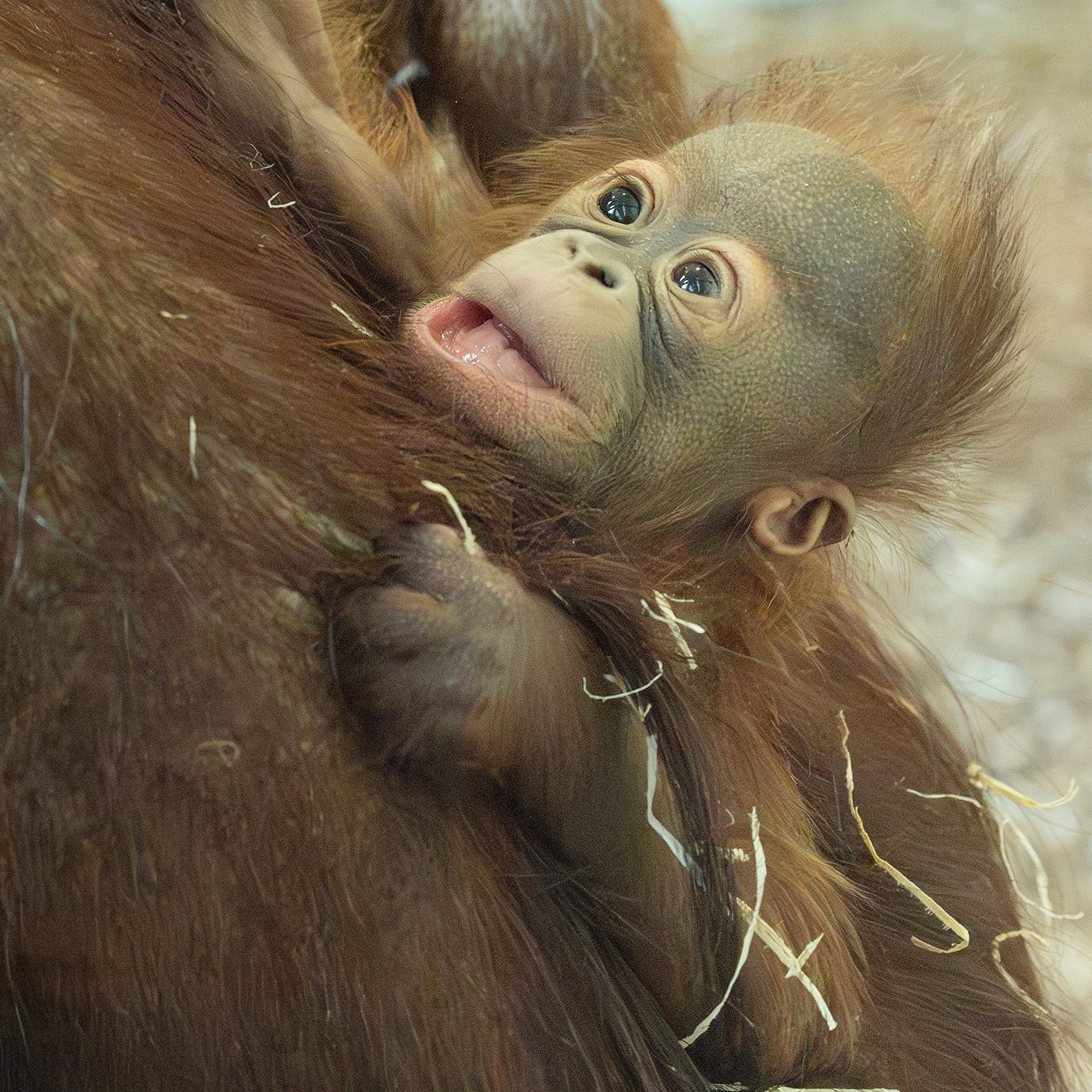 Das Orang-Utan-Jungtier im Wiener Tiergarten Schönbrunn ist ein Weibchen.