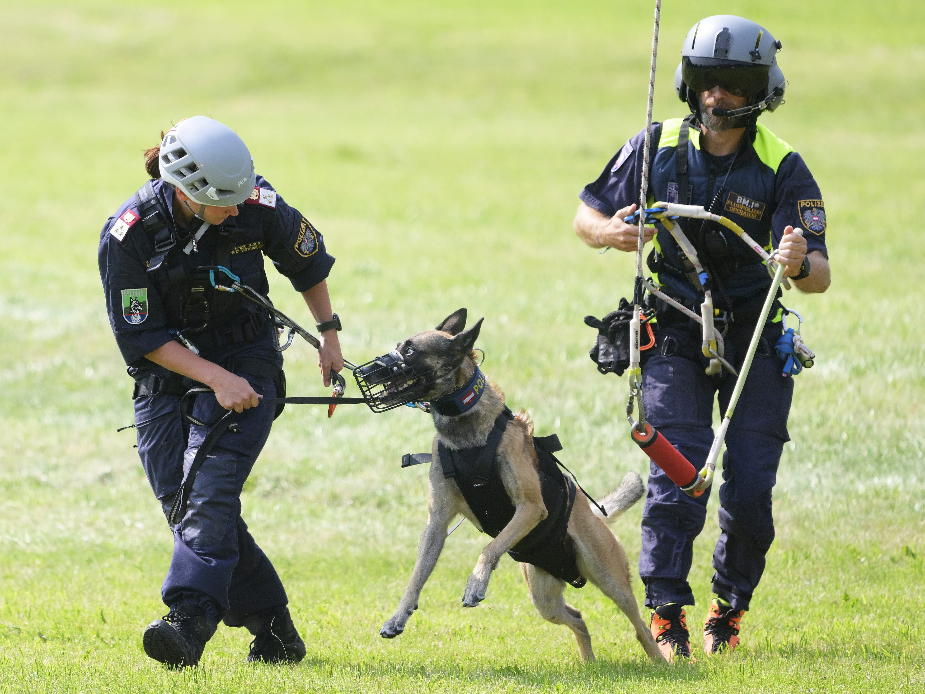 Vier neue Alpine Einsatzhunde werden in NÖ in den Dienst gestellt. Vier neue Alpine Einsatzhunde werden in NÖ in den Dienst gestellt.