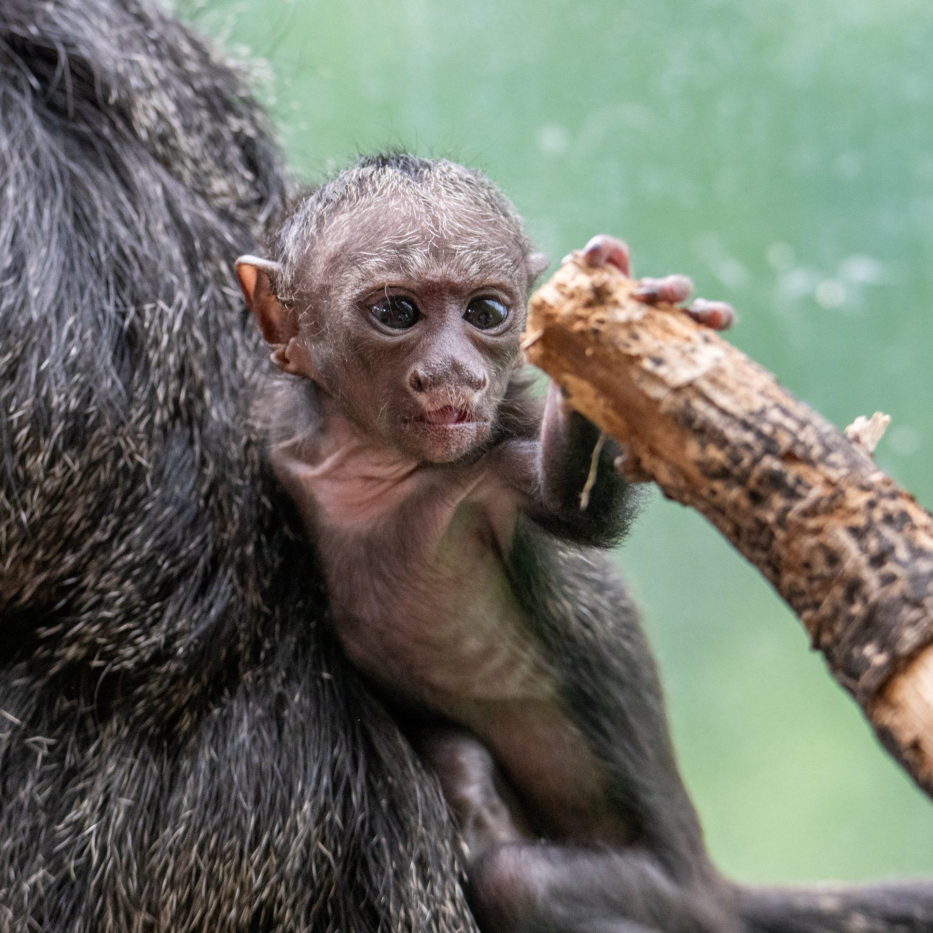 Der im Mai geborenen Babyaffe im Haus des Meeres heißt Quentin