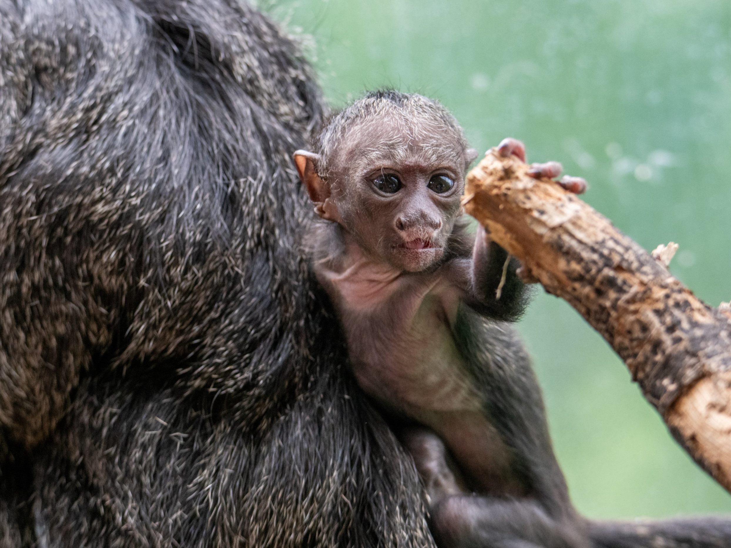 Der im Mai geborenen Babyaffe im Haus des Meeres heißt Quentin Der im Mai geborenen Babyaffe im Haus des Meeres heißt Quentin