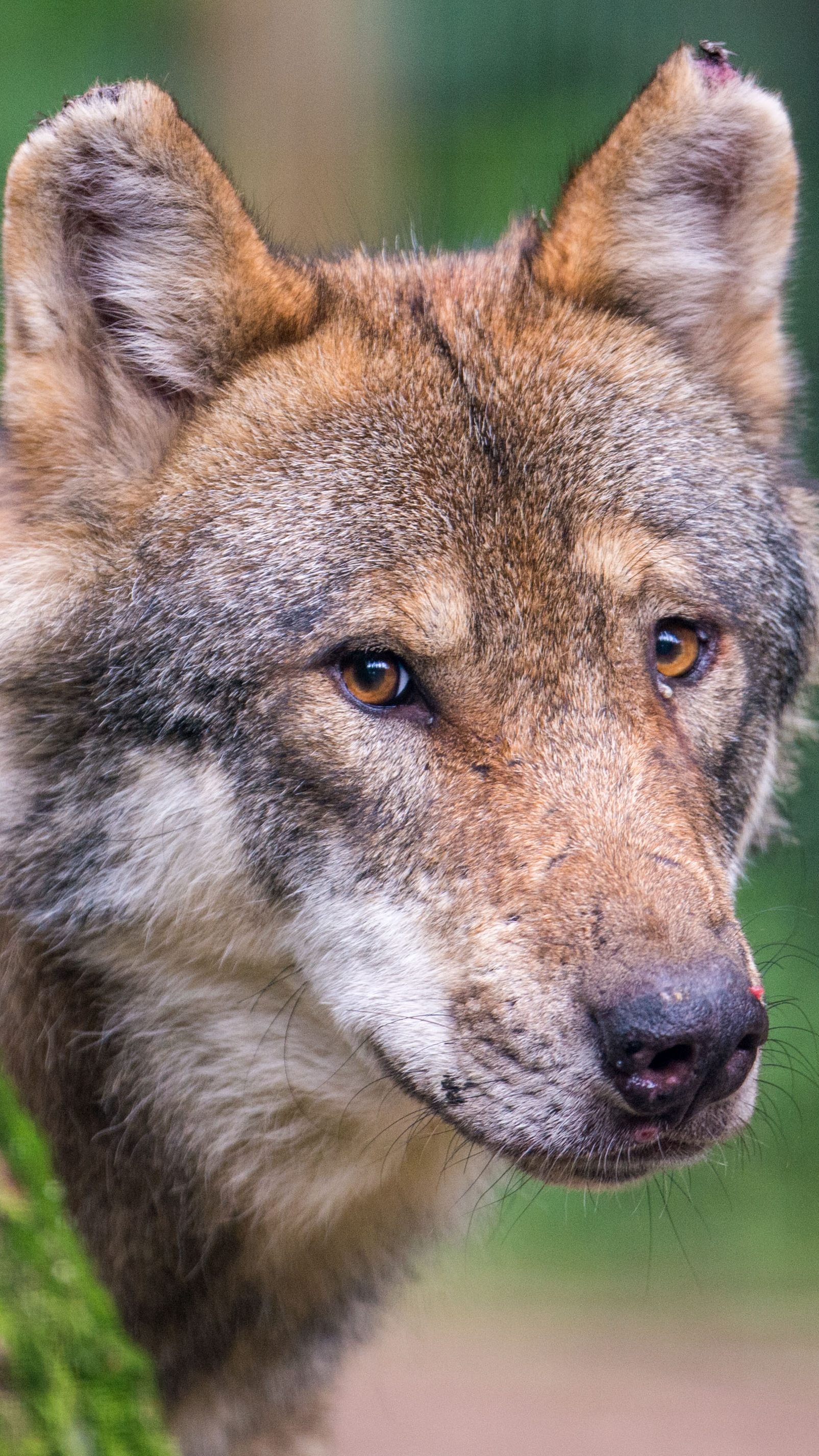 Salzburgs Grüne kritisieren den ersten Abschuss eines "Problemwolfs".