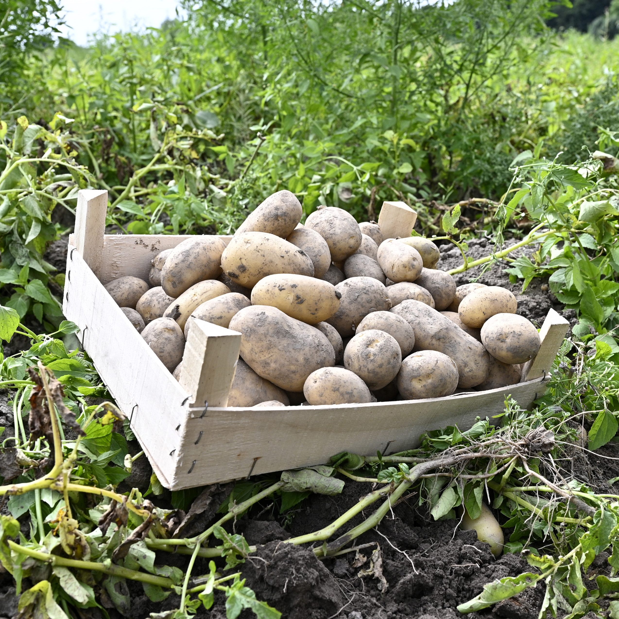 Niederösterreichs Bauern warnen vor einem Erdäpfel-Engpass.