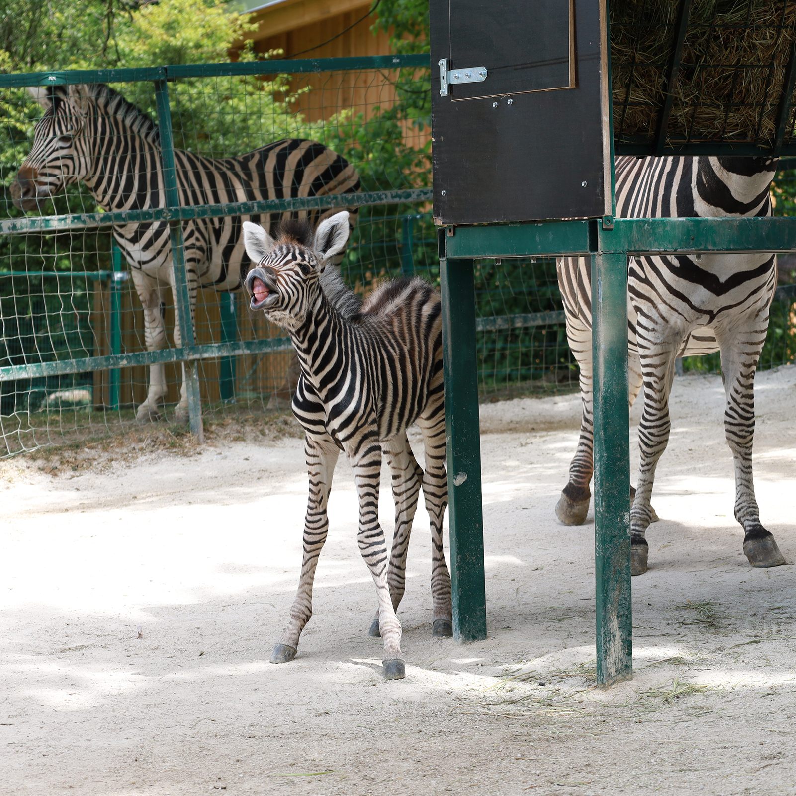 Nachwuchs bei den Chapman-Zebras im Linzer Zoo.
