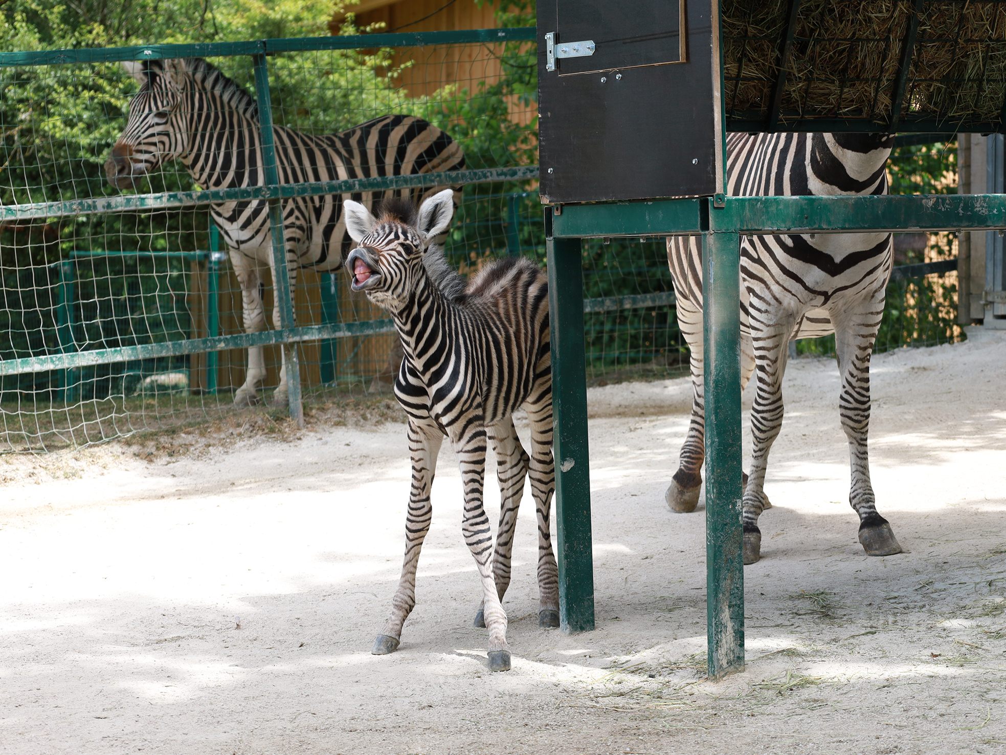 Nachwuchs bei den Chapman-Zebras im Linzer Zoo. Nachwuchs bei den Chapman-Zebras im Linzer Zoo.