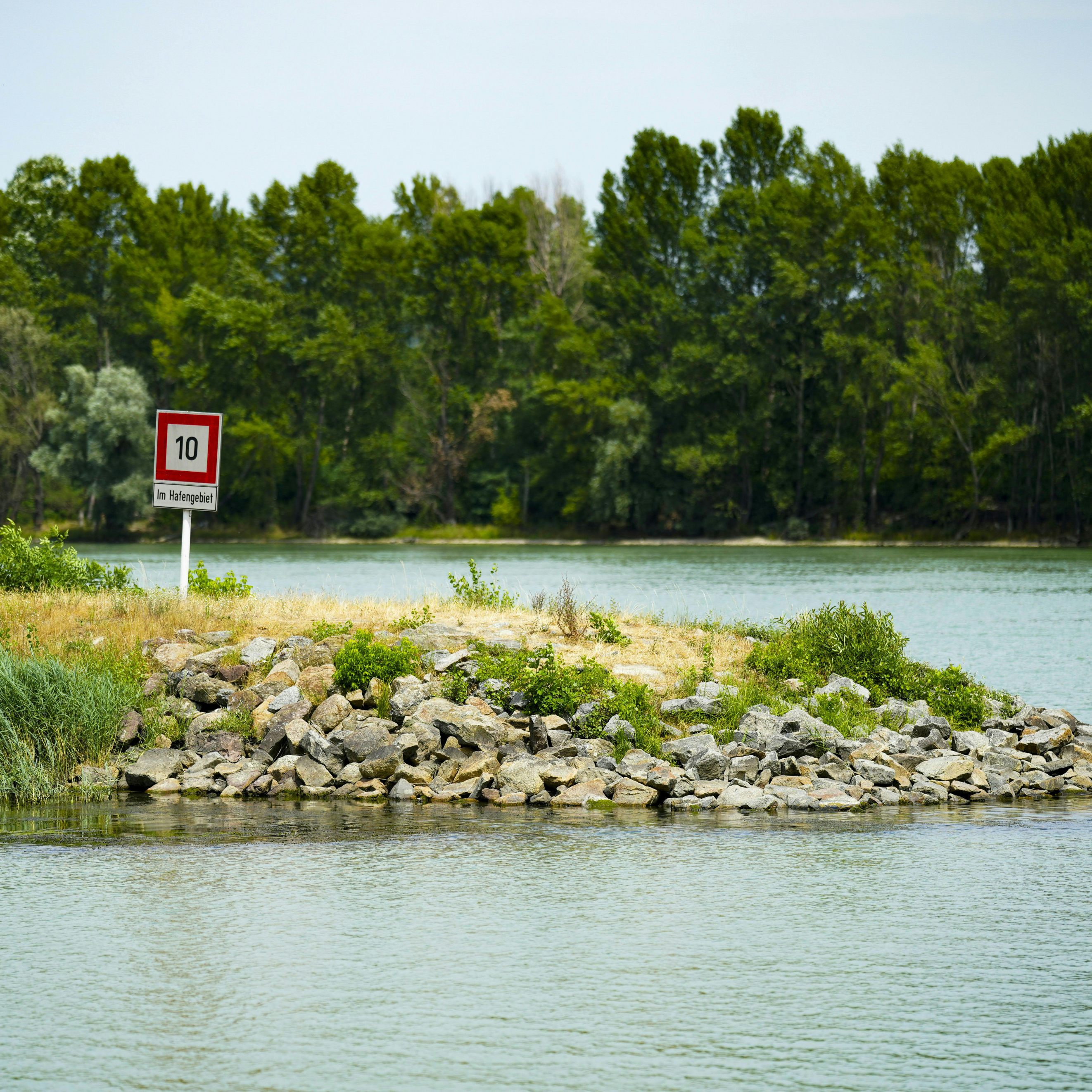 Zahlreiche Quallen im Wiener Kuchelauer Hafen.