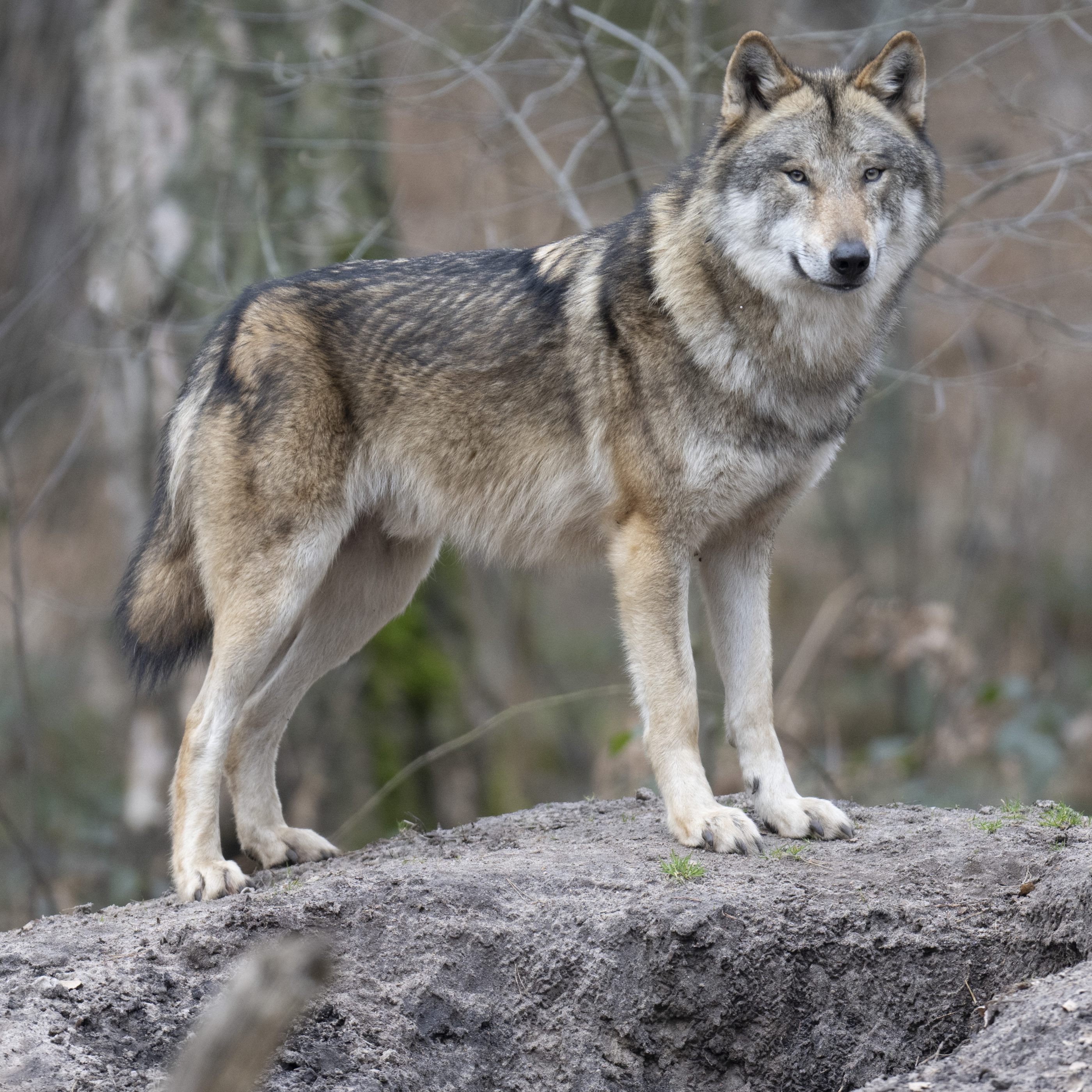 Die Anwesenheit von Wölfen mache laut Experten den Herdenschutz in Österreich notwendig.