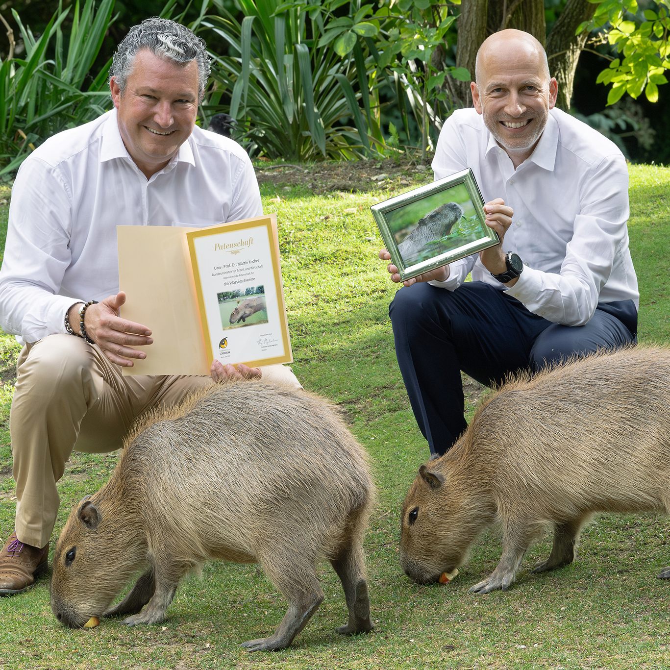 Kocher übernahm die Patenschaft für Wasserschweine im Tiergarten Schönbrunn.