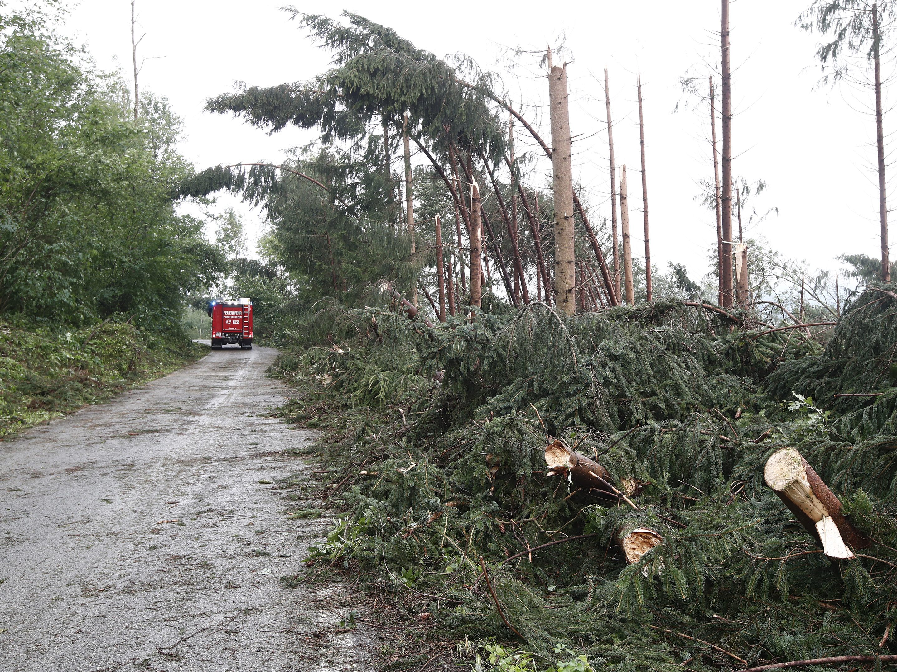 Der Sturm brachte in Kärnten erneut unzählige Bäume zu Fall. Der Sturm brachte in Kärnten erneut unzählige Bäume zu Fall.