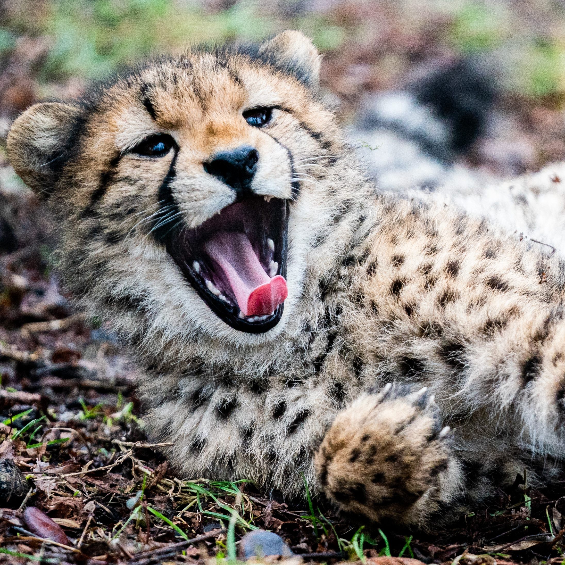 Wiener Forscher stellten ein genaueres Komplettgenom des Geparden vor.