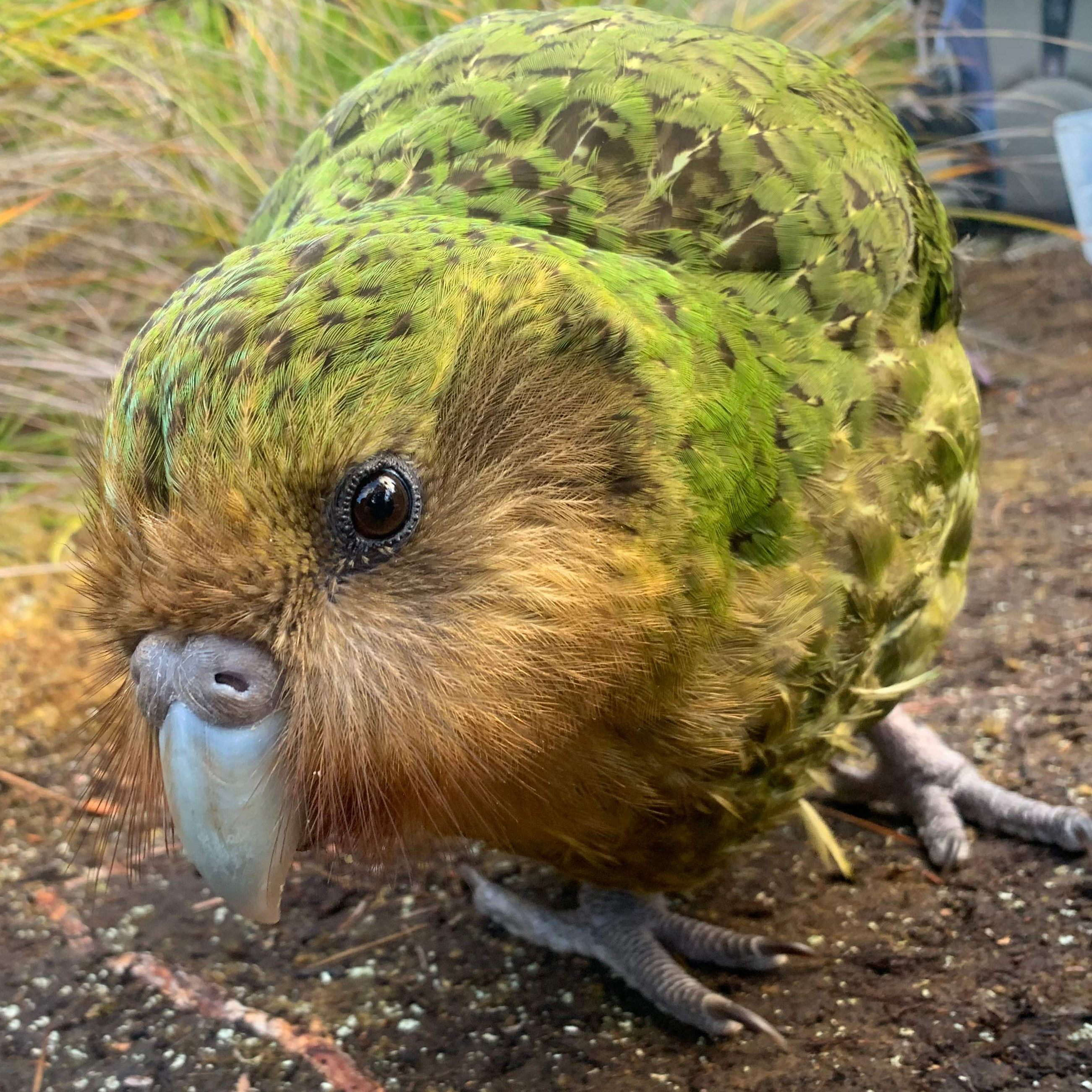 Kakapos können nicht fliegen.