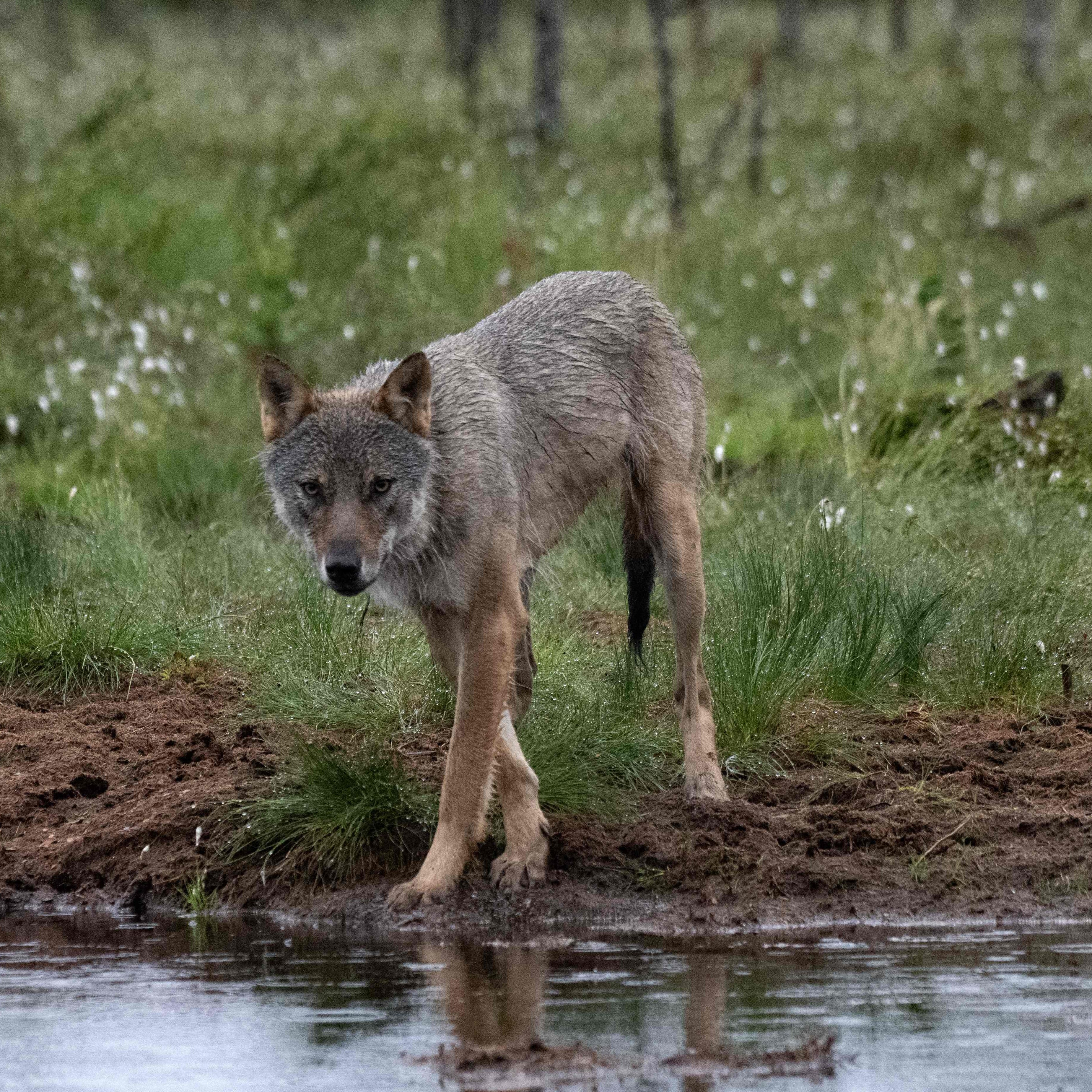 In Salzburg wurde der erste von zwei Problemwölfen getötet.