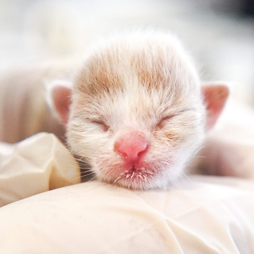 In Wien-Landstraße wurde ein Katzenbaby ausgesetzt.