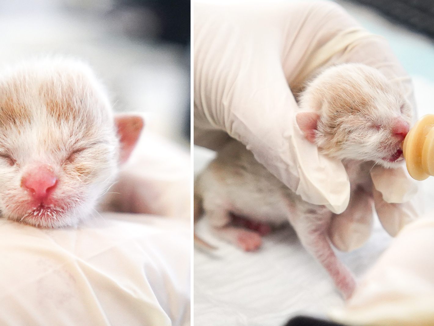 In Wien-Landstraße wurde ein Katzenbaby ausgesetzt. In Wien-Landstraße wurde ein Katzenbaby ausgesetzt.
