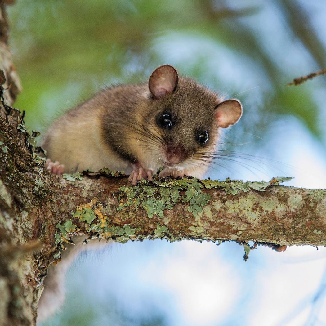 Im Burgenland musste ein Siebenschläfer gerettet werden.