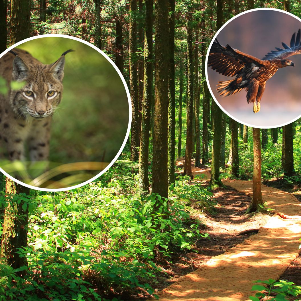 In Österreich gibt es bei Wildtierkriminalität kaum Verurteilungen.