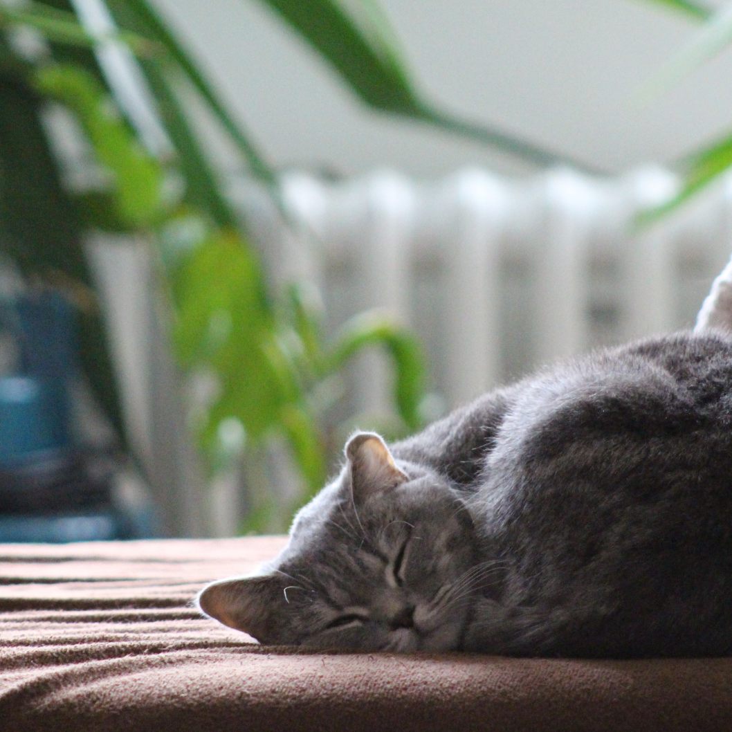 Darum schlafen Katzen so viel.