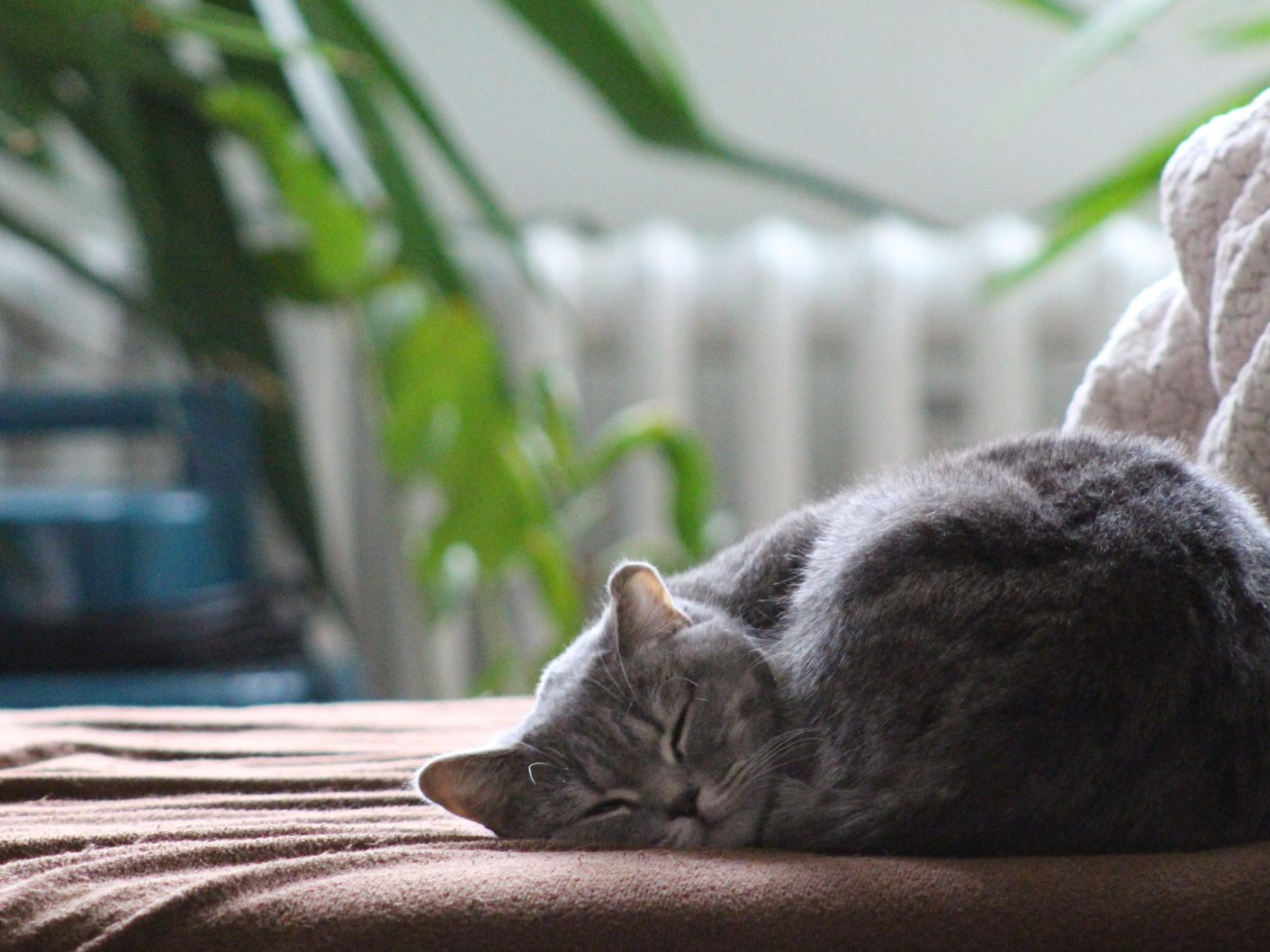Darum schlafen Katzen so viel.