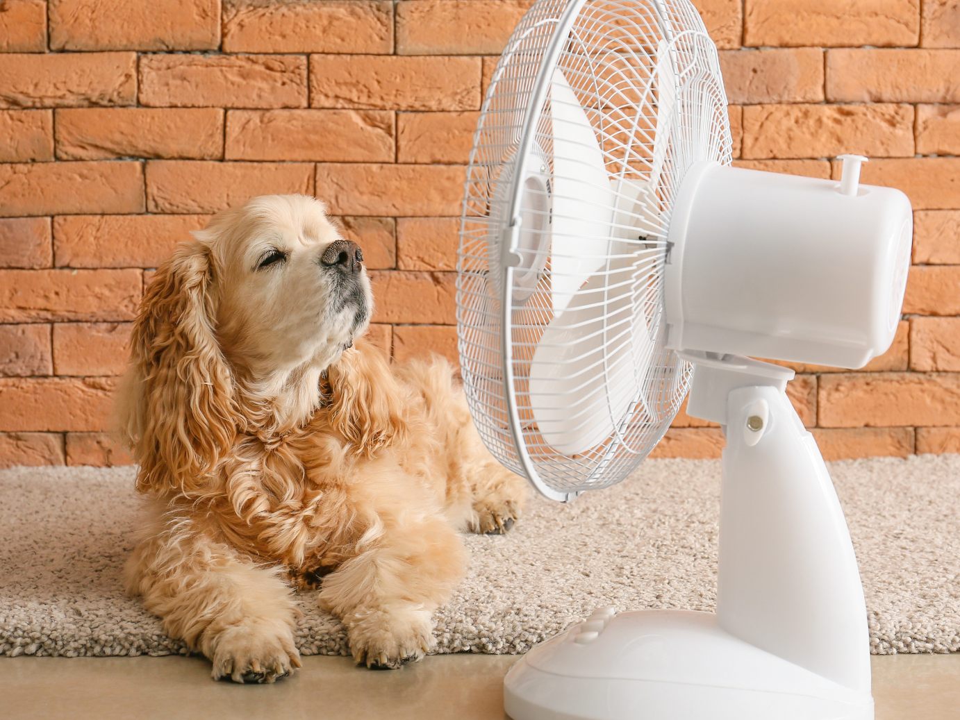 Hilft ein nasses Handtuch vor dem Ventilator? Hilft ein nasses Handtuch vor dem Ventilator?