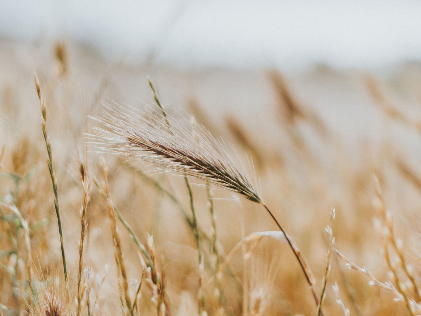 Die Hagelversicherung warnt vor Lebensmittelknappheit.
