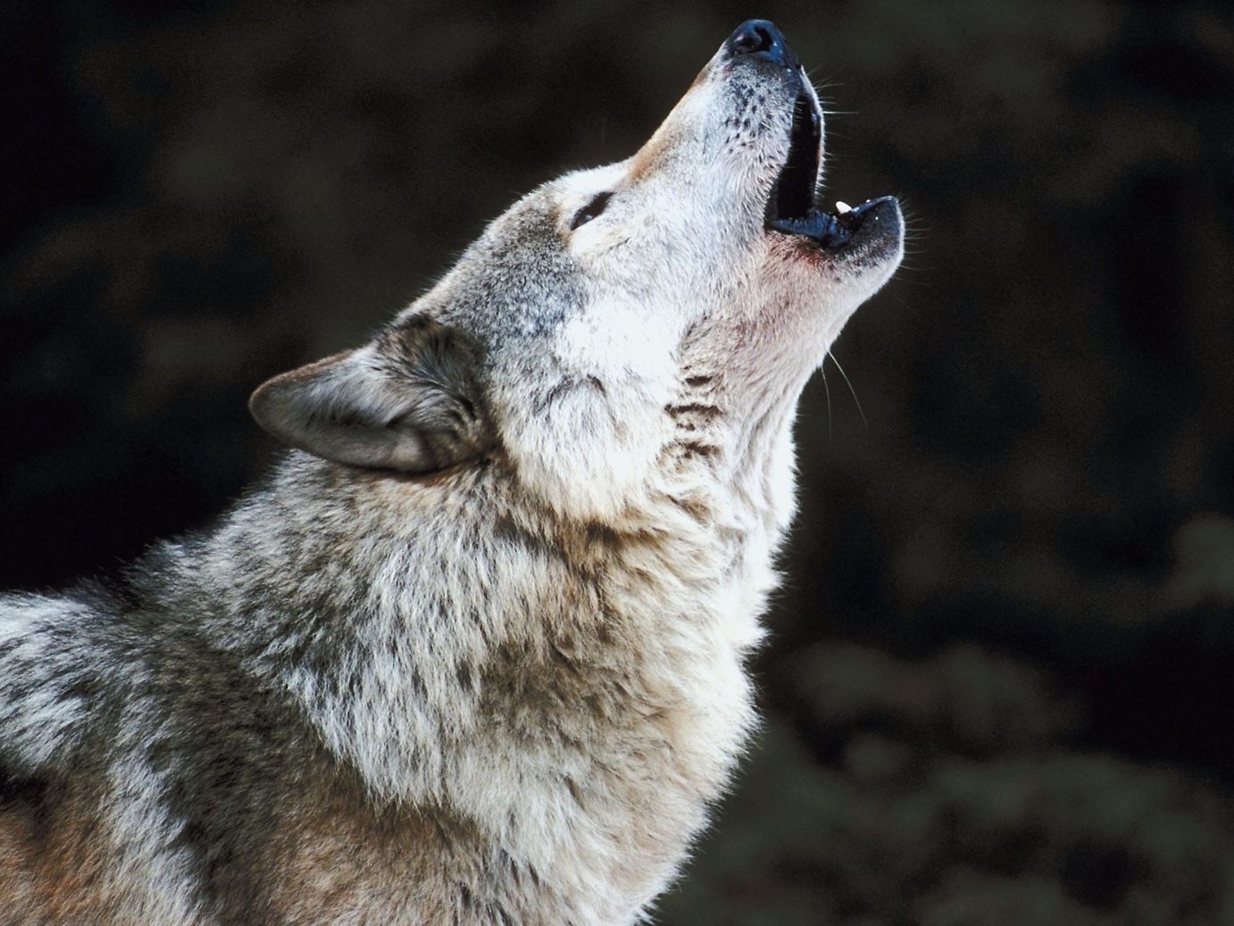 EU-Kommissar Virginijus Sinkevičius versteht die Anti-Wolf-Stimmung in Österreich nicht. EU-Kommissar Virginijus Sinkevičius versteht die Anti-Wolf-Stimmung in Österreich nicht.