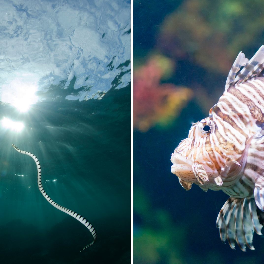Das sind die zehn giftigsten Tiere im Wasser.