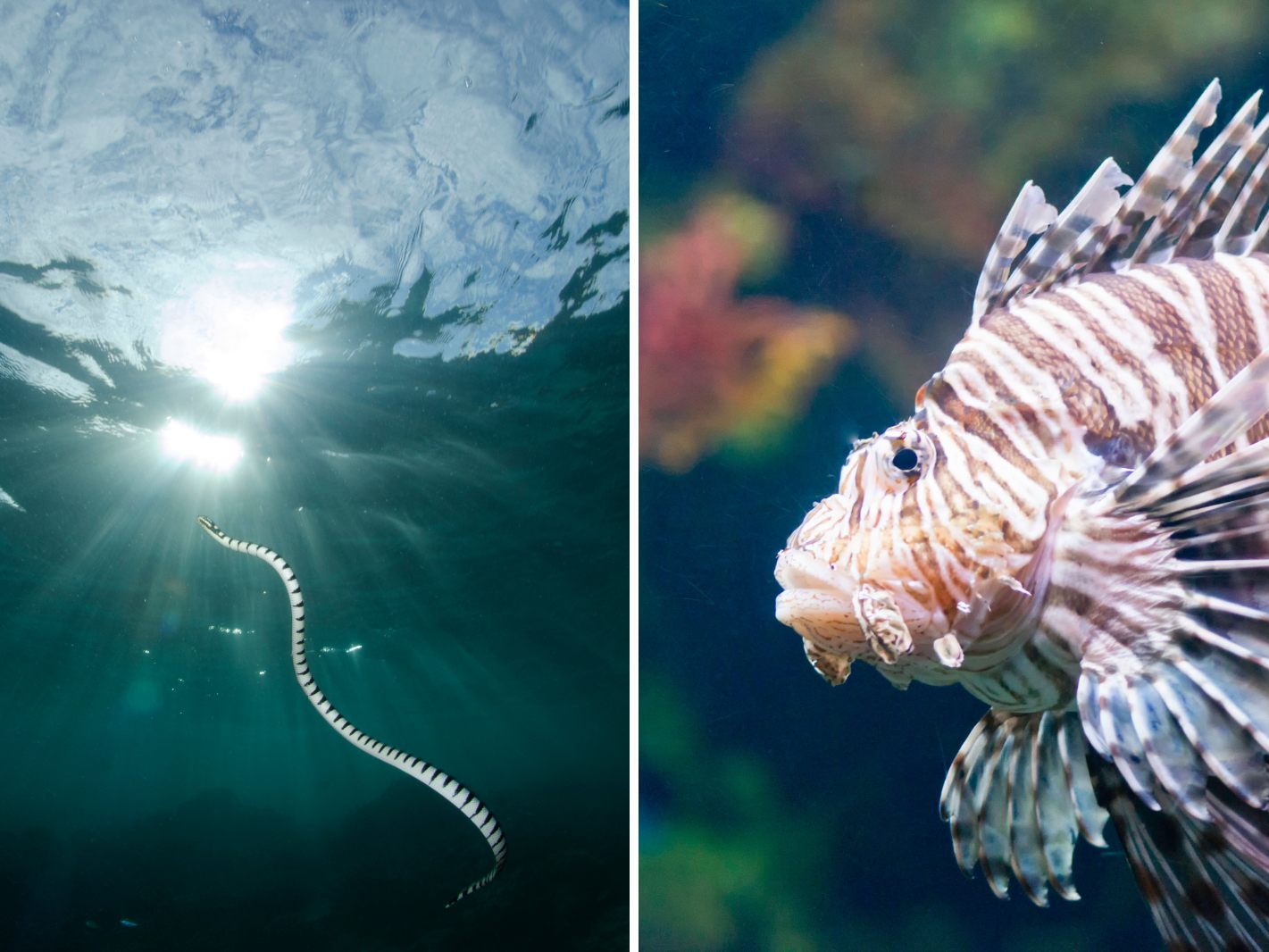 Das sind die zehn giftigsten Tiere im Wasser. Das sind die zehn giftigsten Tiere im Wasser.