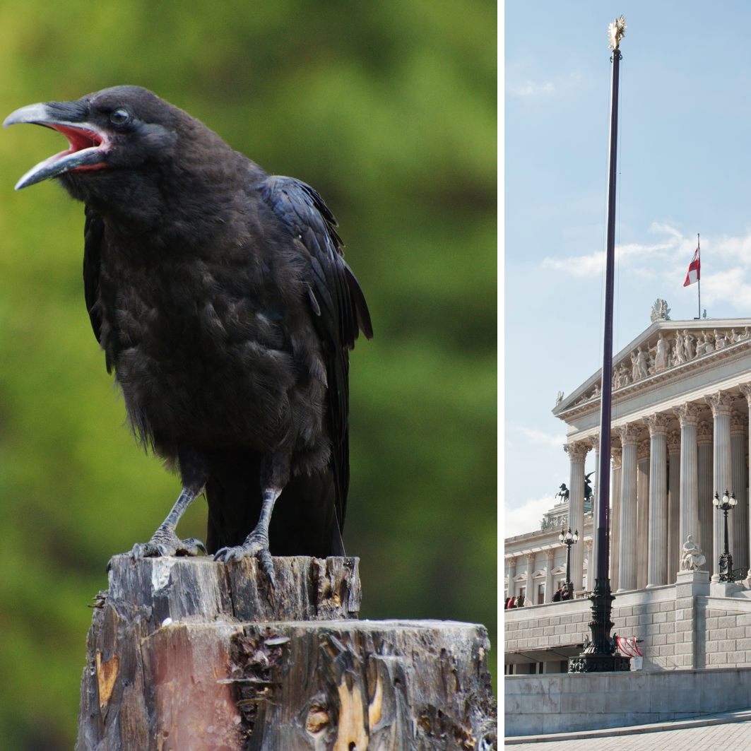 Junge Krähen haben Spaß beim Steine werfen.
