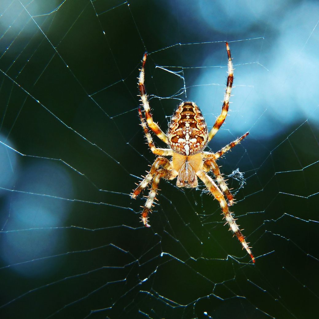 Beißen uns Spinnen während wir schlafen?