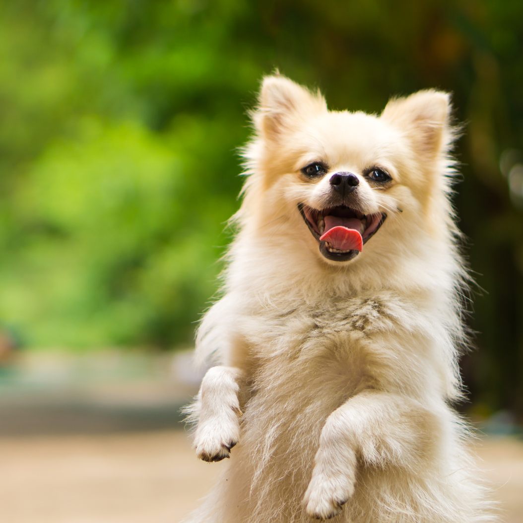 Mit diesem Eis kühlt ihr euren Vierbeiner im Sommer ab.