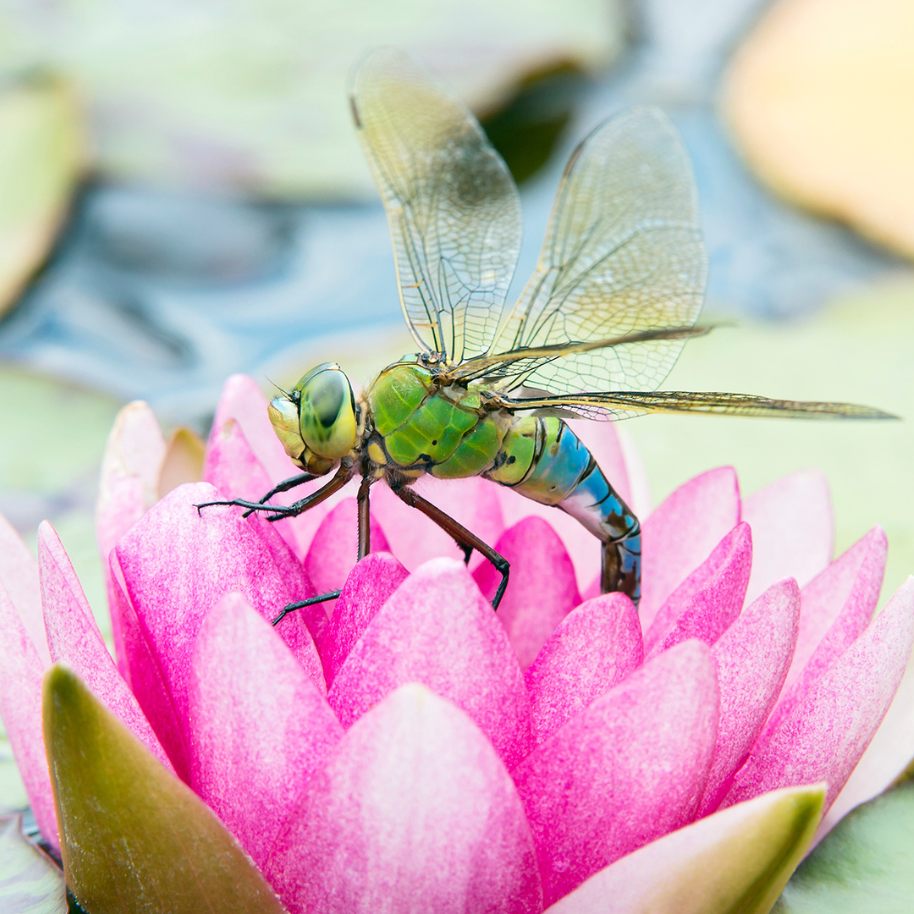Im Tiergarten Schönbrunn gibt es 26 Libellenarten.