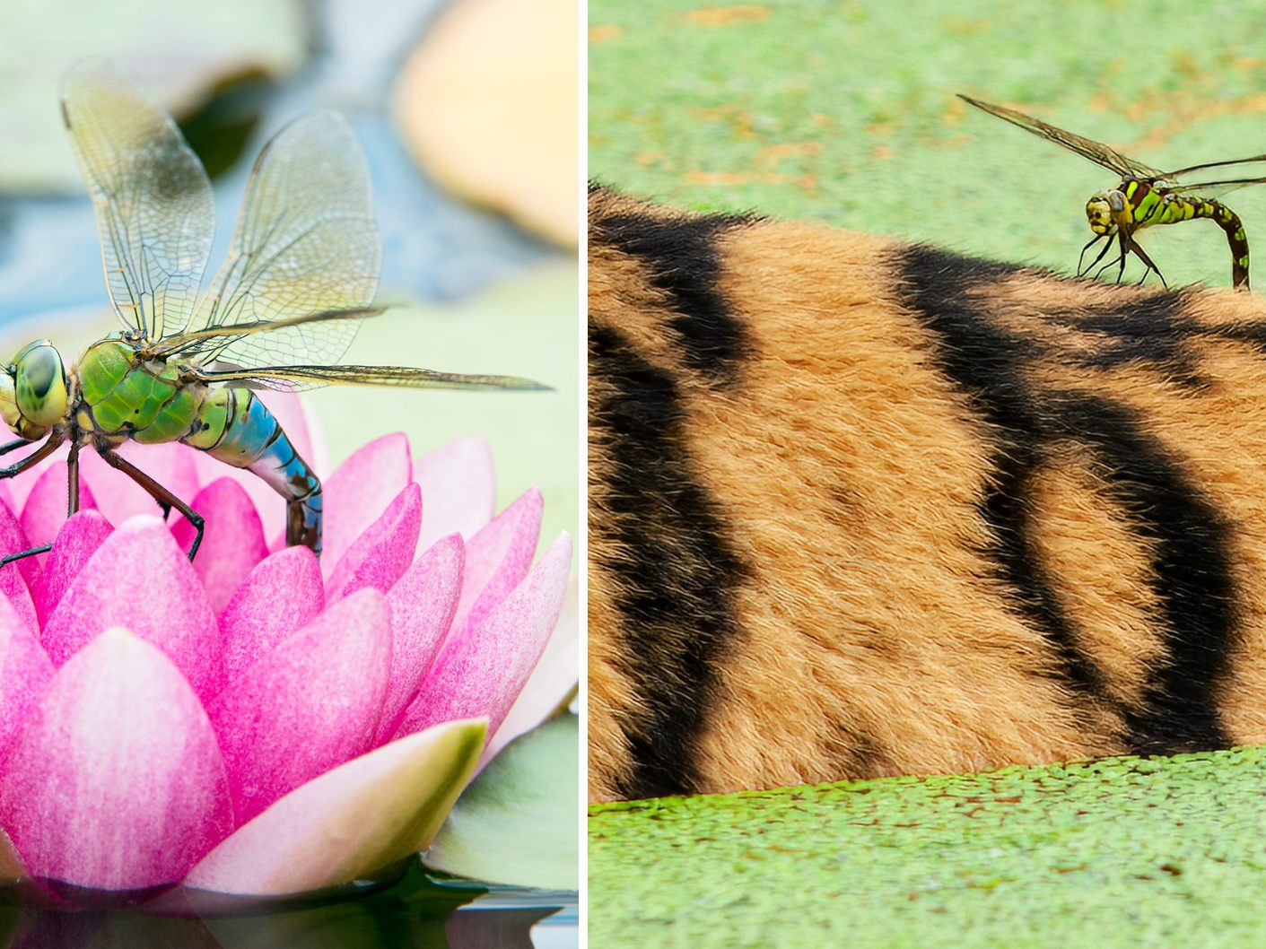 Im Tiergarten Schönbrunn gibt es 26 Libellenarten.