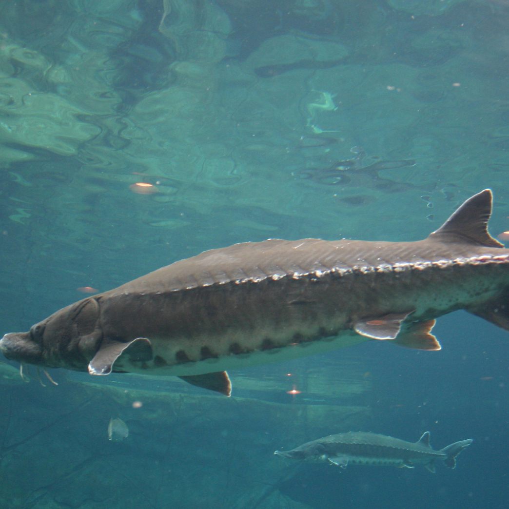 Der Stör-Bestand der unteren Donau ist massiv bedroht.