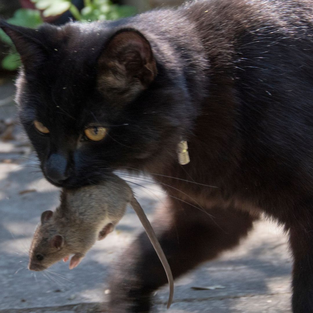 Warum Katzen wirklich Mäuse mit nach Hause bringen.