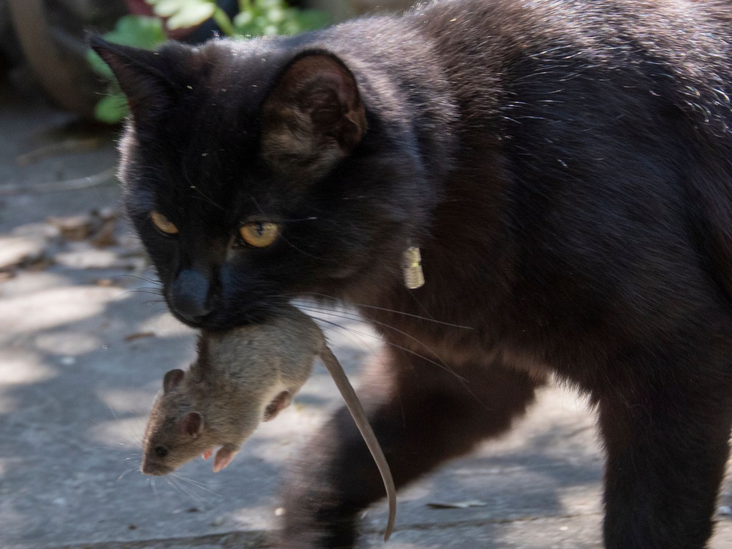 Warum Katzen wirklich Mäuse mit nach Hause bringen. Warum Katzen wirklich Mäuse mit nach Hause bringen.